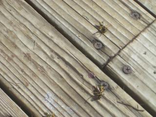 dead wasps