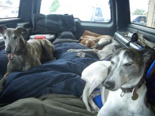 pups in car