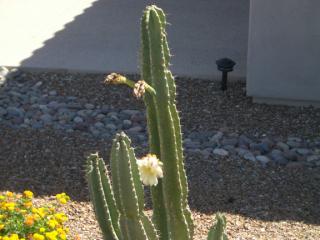 blooming cacti