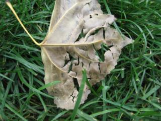 shattered leaf