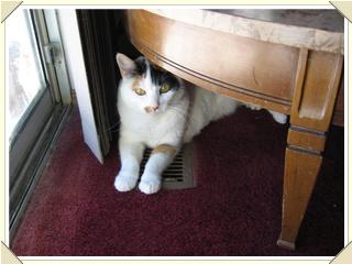 cat in the vent