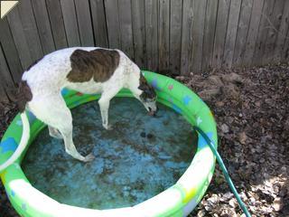 twyla in pool drinking