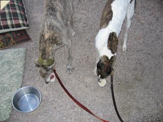 Merlin and Twyla eating frosty paws
