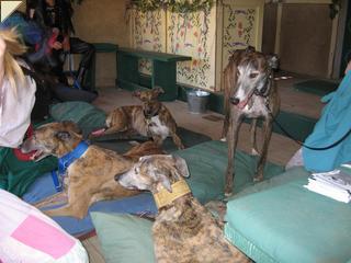 Collection of brindle hounds