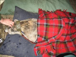 Merlin in a blanket
