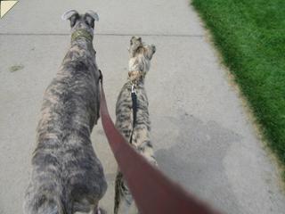 merlin and nash on a walk