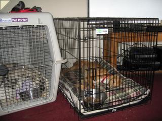 Sierra and nash in crates