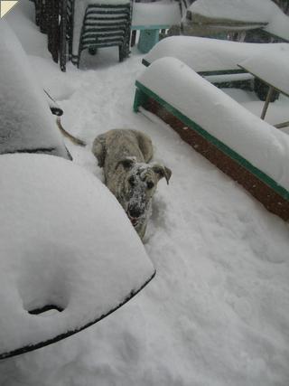 Nash in snow