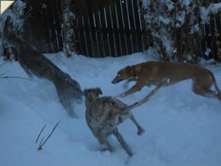 Hounds playing in the snow