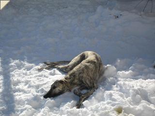 Nash laying in the snow