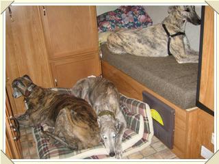 Lounging hounds