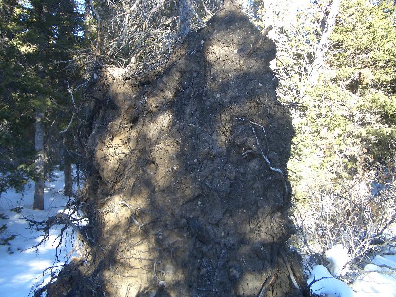 20050123160617-800.jpg