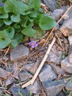 20060413150603-320.jpg