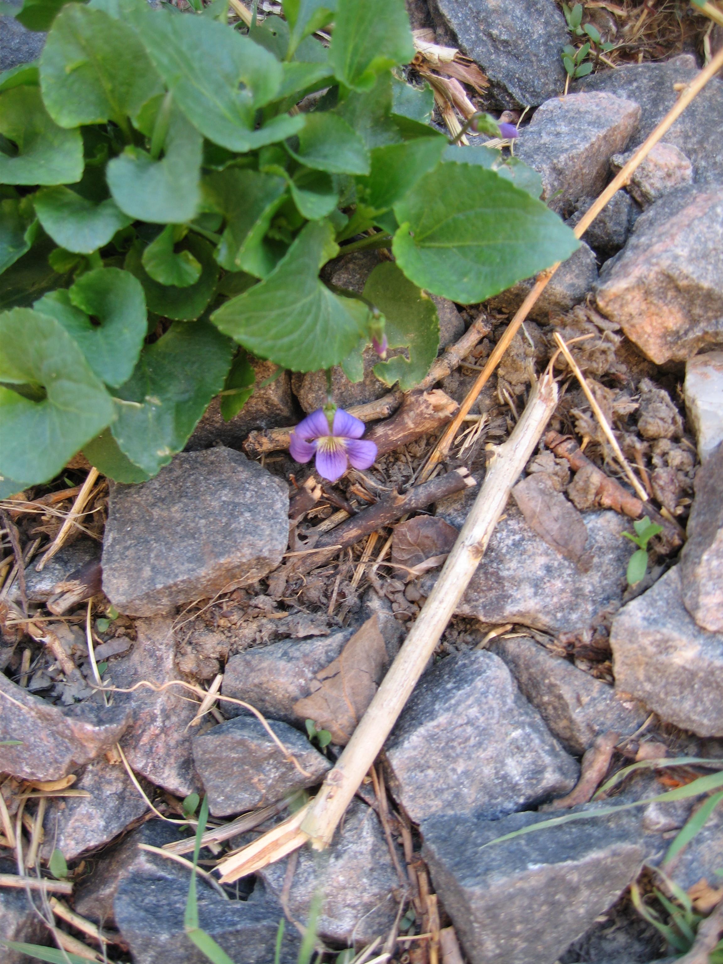 20060413150603.jpg
